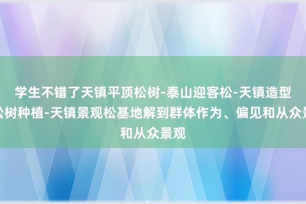 学生不错了天镇平顶松树-泰山迎客松-天镇造型黑松树种植-天镇景观松基地解到群体作为、偏见和从众景观